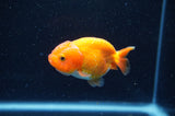 Baby Ranchu  Red White 3 Inch (ID#415R9c-29) Free2Day SHIPPING