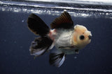 Juvenile Thai Oranda  Panda 3.5 Inch (ID#1227To13b-72) Free2Day SHIPPING