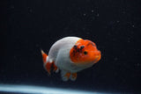 Juvenile Lionchu  Red White 3.5 Inch (ID#221R11a-12) Free2Day SHIPPING