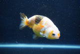 Milk Cow Ranchu  Calico 4 Inch (ID#1018R9a-69) Free2Day SHIPPING