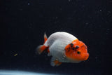 Juvenile Lionchu  Red White 3.5 Inch (ID#221R11a-12) Free2Day SHIPPING