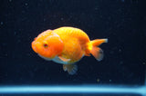 Baby Ranchu  Red White 3 Inch (ID#415R9c-29) Free2Day SHIPPING