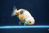 Milk Cow Ranchu  Calico 4 Inch (ID#1018R9a-69) Free2Day SHIPPING