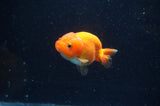 Baby Ranchu  Red White 3 Inch (ID#415R9c-29) Free2Day SHIPPING