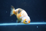 Milk Cow Ranchu  Calico 4 Inch (ID#1018R9a-69) Free2Day SHIPPING