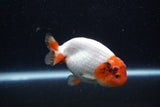 Juvenile Lionchu  Red White 3.5 Inch (ID#221R11a-12) Free2Day SHIPPING