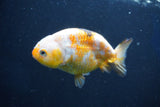 Milk Cow Ranchu  Calico 4 Inch (ID#1018R9a-69) Free2Day SHIPPING