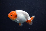 Juvenile Lionchu  Red White 3.5 Inch (ID#221R11a-12) Free2Day SHIPPING