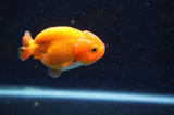 Baby Ranchu  Red White 3 Inch (ID#415R9c-29) Free2Day SHIPPING