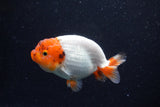 Juvenile Lionchu  Red White 3.5 Inch (ID#221R11a-12) Free2Day SHIPPING