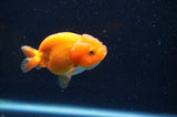 Baby Ranchu  Red White 3 Inch (ID#415R9c-29) Free2Day SHIPPING
