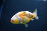 Milk Cow Ranchu  Calico 4 Inch (ID#1018R9a-69) Free2Day SHIPPING