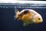 Milk Cow Ranchu  Calico 4 Inch (ID#1018R9a-69) Free2Day SHIPPING