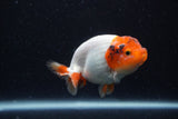 Juvenile Lionchu  Red White 3.5 Inch (ID#221R11a-12) Free2Day SHIPPING