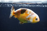 Milk Cow Ranchu  Calico 4 Inch (ID#1018R9a-69) Free2Day SHIPPING