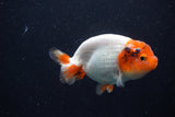 Juvenile Lionchu  Red White 3.5 Inch (ID#221R11a-12) Free2Day SHIPPING