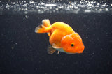 Baby Ranchu  Red White 3 Inch (ID#415R9c-29) Free2Day SHIPPING