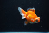 Butterfly  Red White 3.5 Inch (ID#311B8b-36) Free2Day SHIPPING