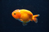 Baby Ranchu  Red White 3 Inch (ID#415R9c-29) Free2Day SHIPPING