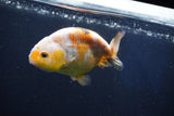 Milk Cow Ranchu  Calico 4 Inch (ID#1018R9a-69) Free2Day SHIPPING