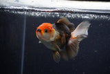 Juvenile Thai Oranda  Tricolor 3.5 Inch (ID#1224To12c-75) Free2Day SHIPPING