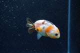 Baby Ranchu  Calico 3 Inch (ID#415R9c-30) Free2Day SHIPPING