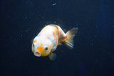 Milk Cow Ranchu  Calico 4 Inch (ID#1018R9a-69) Free2Day SHIPPING