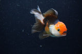 Juvenile Thai Oranda  Tricolor 3.5 Inch (ID#1224To12c-75) Free2Day SHIPPING