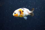 Baby Ranchu  Calico 3 Inch (ID#415R9c-30) Free2Day SHIPPING