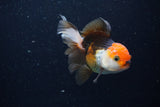 Juvenile Thai Oranda  Tricolor 3.5 Inch (ID#1224To12c-75) Free2Day SHIPPING