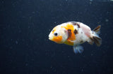 Baby Ranchu  Calico 3 Inch (ID#415R9c-30) Free2Day SHIPPING