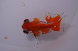 Butterfly  Red White 3.5 Inch (ID#311B8b-36) Free2Day SHIPPING