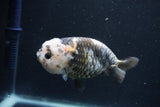 Milk Cow Ranchu  Calico 4 Inch (ID#1018R9a-70) Free2Day SHIPPING