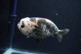 Milk Cow Ranchu  Calico 4 Inch (ID#1018R9a-70) Free2Day SHIPPING