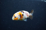 Baby Ranchu  Calico 3 Inch (ID#415R9c-30) Free2Day SHIPPING