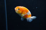 Ranchu  Sakura 2.5 Inch (ID#1206R1c-1) Free2Day SHIPPING