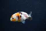 Baby Ranchu  Calico 3 Inch (ID#415R9c-30) Free2Day SHIPPING