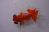Butterfly  Red White 3.5 Inch (ID#311B8b-36) Free2Day SHIPPING