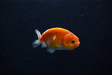 Ranchu  Sakura 2.5 Inch (ID#1206R1c-1) Free2Day SHIPPING