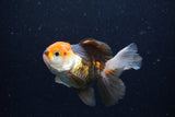 Juvenile Thai Oranda  Tricolor 3.5 Inch (ID#1224To12c-75) Free2Day SHIPPING