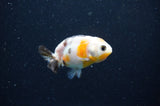 Baby Ranchu  Calico 3 Inch (ID#415R9c-30) Free2Day SHIPPING