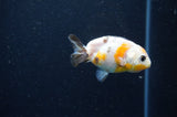 Baby Ranchu  Calico 3 Inch (ID#415R9c-30) Free2Day SHIPPING