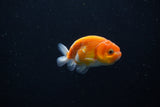 Ranchu  Sakura 2.5 Inch (ID#1206R1c-1) Free2Day SHIPPING