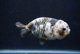 Milk Cow Ranchu  Calico 4 Inch (ID#1018R9a-70) Free2Day SHIPPING