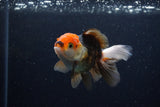 Juvenile Thai Oranda  Tricolor 3.5 Inch (ID#1224To12c-75) Free2Day SHIPPING