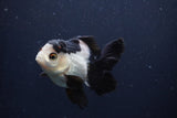 Juvenile Thai Oranda  Tricolor 4 Inch (ID#1227To13b-74) Free2Day SHIPPING