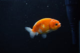 Ranchu  Sakura 2.5 Inch (ID#1206R1c-1) Free2Day SHIPPING