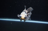 Butterfly  Calico 4 Inch (ID#311B8b-37) Free2Day SHIPPING