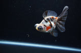 Butterfly  Calico 4 Inch (ID#311B8b-37) Free2Day SHIPPING