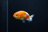 Ranchu  Sakura 2.5 Inch (ID#1206R1c-1) Free2Day SHIPPING